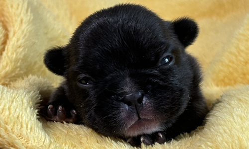 French Bulldog Puppies from Mango and El Chingon