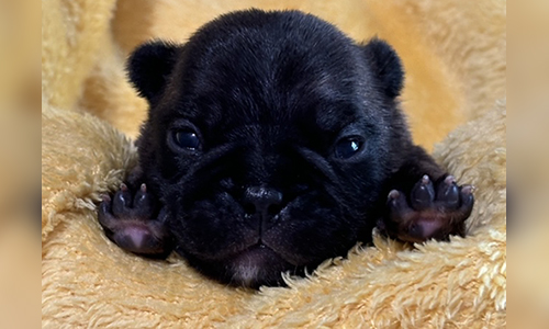 French Bulldog Puppies from Mango and El Chingon