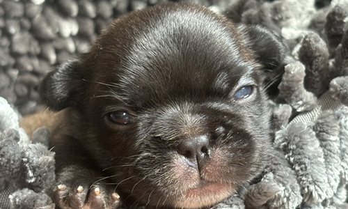 French Bulldog Puppies from Mango and El Chingon