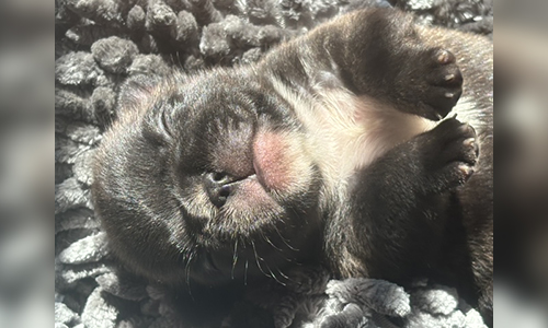 French Bulldog Puppies from Mango and El Chingon