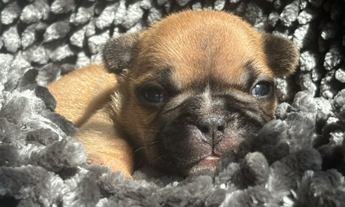 French Bulldog Puppies from Mango and El Chingon