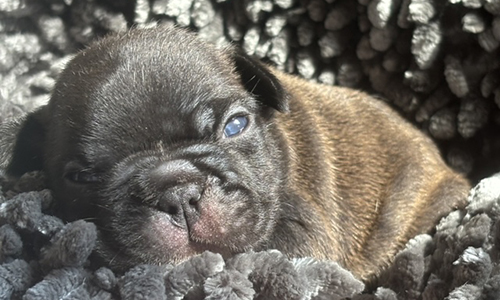 French Bulldog Puppies from Mango and El Chingon