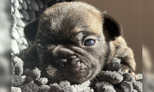 French Bulldog Puppies from Mango and El Chingon