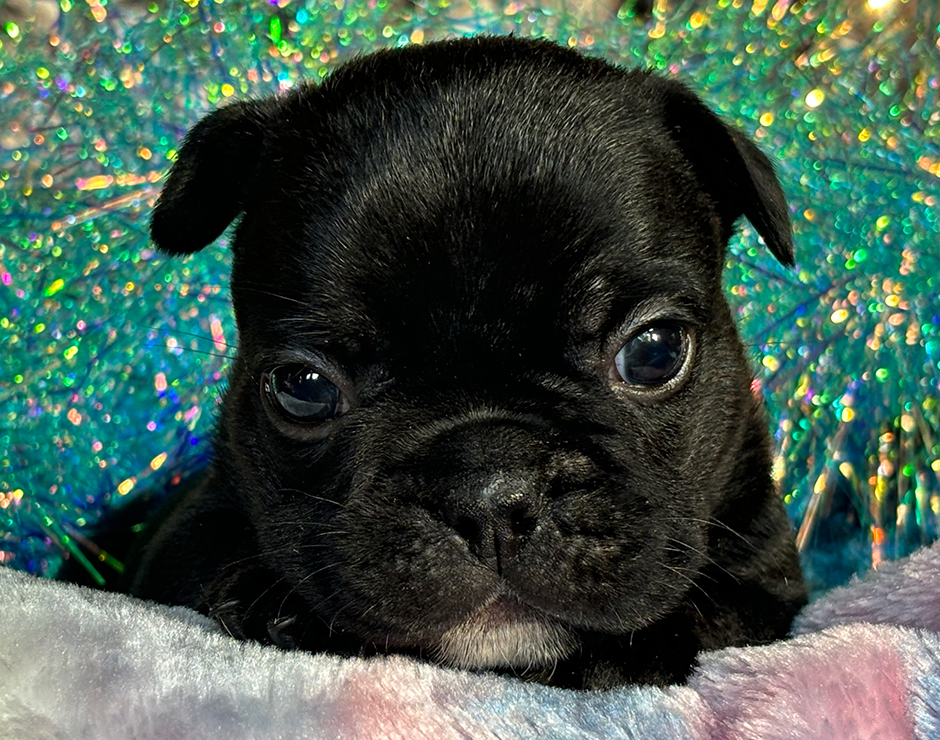 French Bulldog Puppy