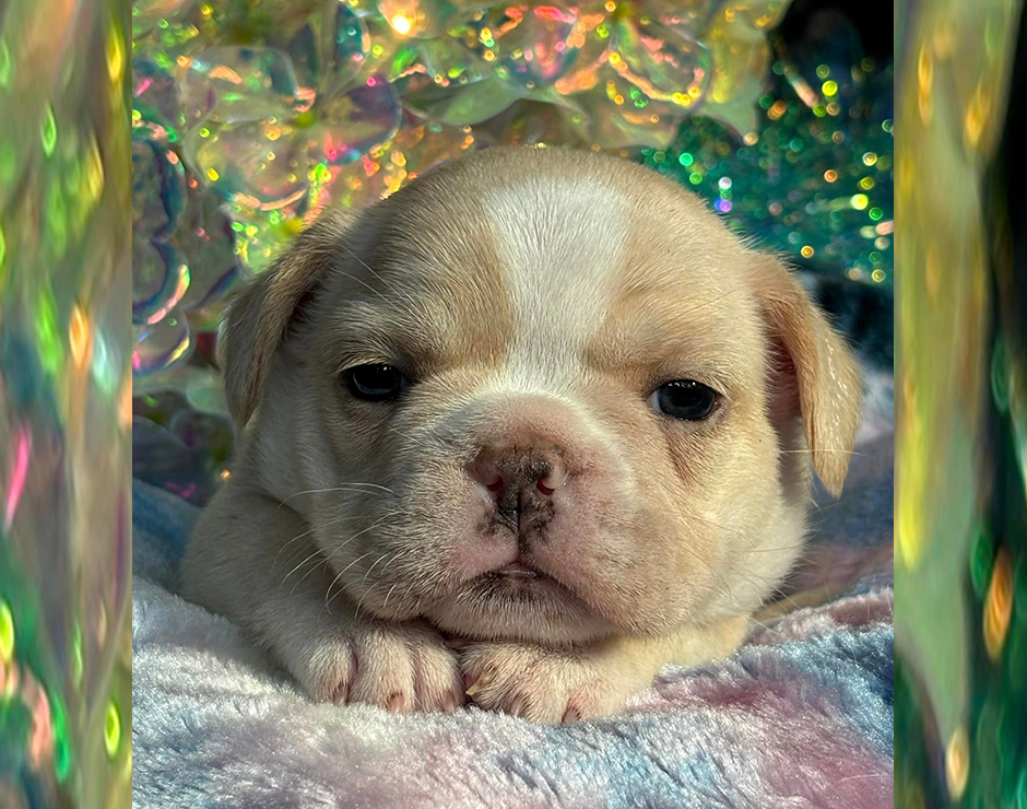 French Bulldog Puppy