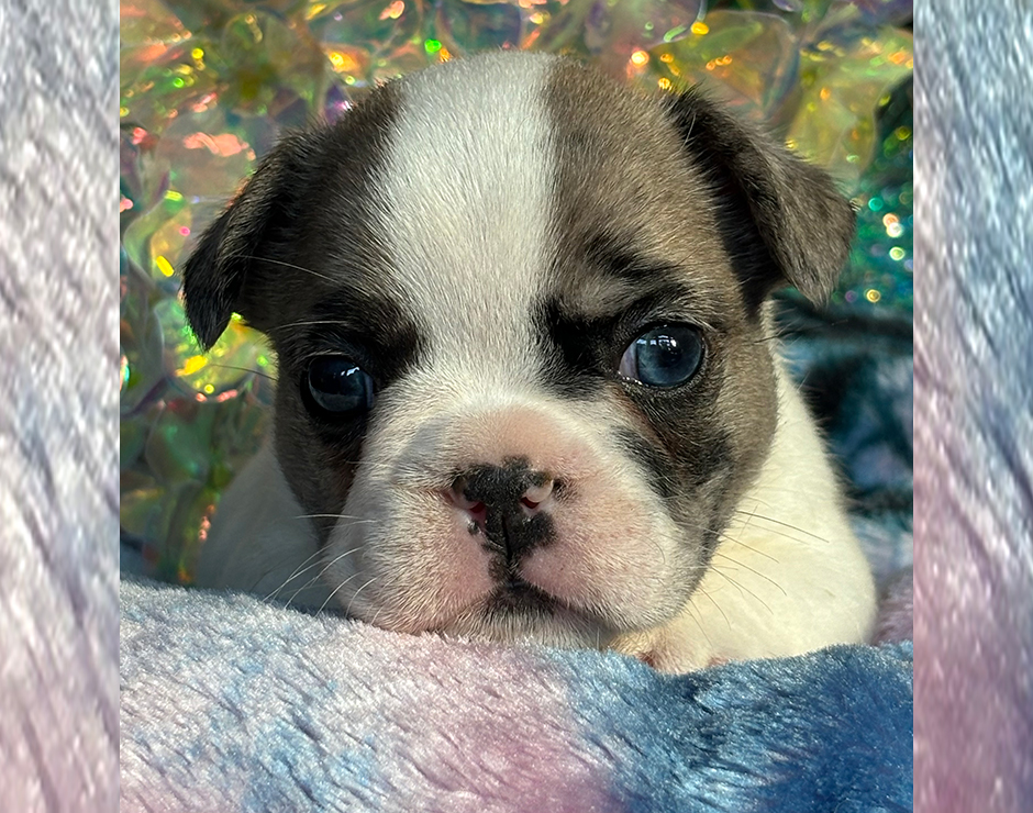 French Bulldog Puppy