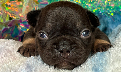 Nia and Gus, French Bulldog Parents