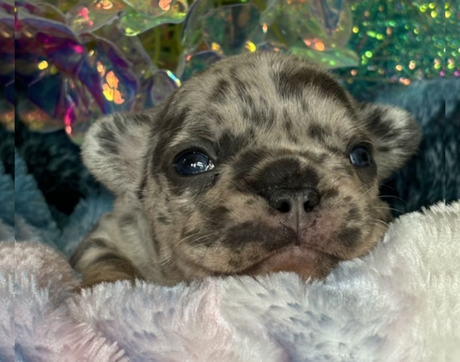 French Bulldog Puppy