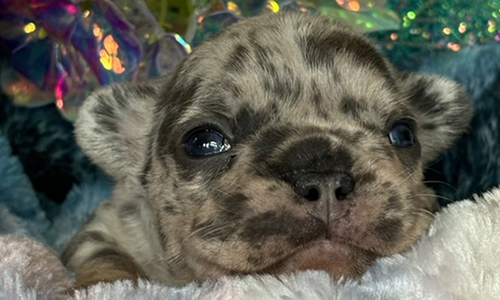 Nia and Gus, French Bulldog Parents