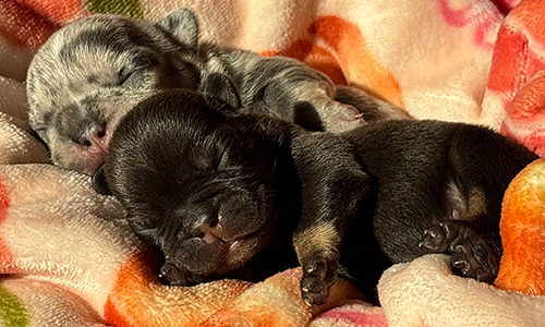 Nia and Gus, French Bulldog Parents