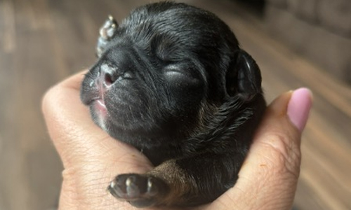 Genesis and Bear French Bulldog Puppies