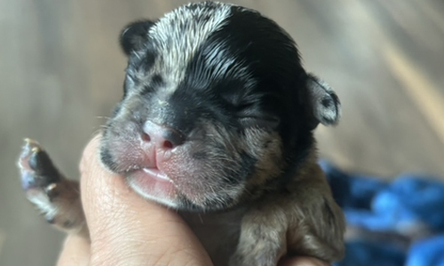 Genesis and Bear French Bulldog Puppies