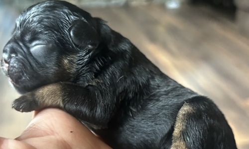 Genesis and Bear French Bulldog Puppies