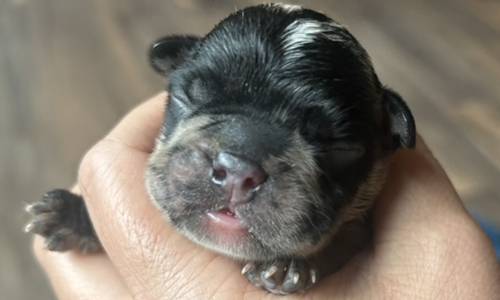 Genesis and Bear French Bulldog Puppies