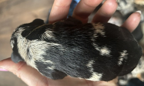 Genesis and Bear French Bulldog Puppies