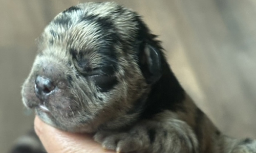 Genesis and Bear French Bulldog Puppies