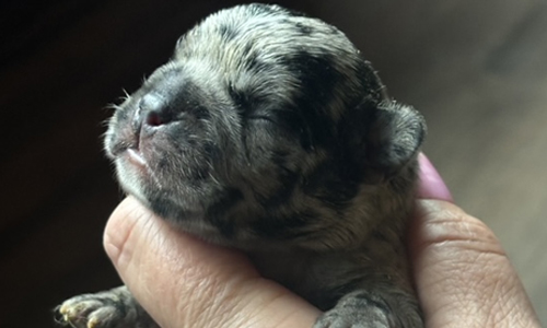 Genesis and Bear French Bulldog Puppies