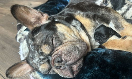 Genesis and Bear French Bulldog Puppies