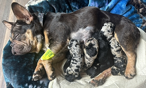 Genesis and Bear French Bulldog Puppies