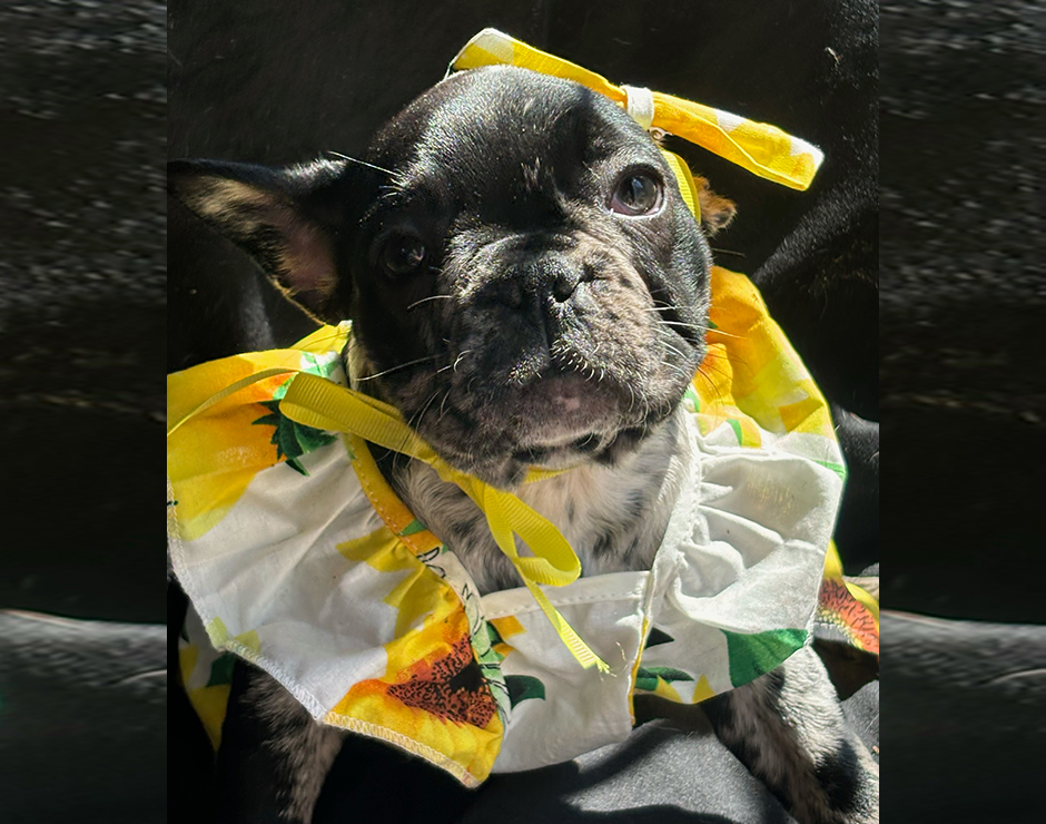 Ambrosia, Female French Bulldog Puppy