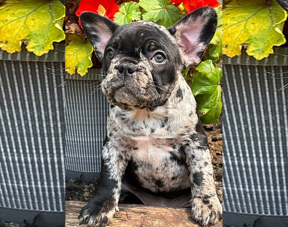 Ambrosia, Female French Bulldog Puppy