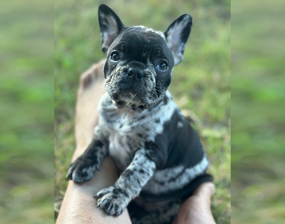 Ambrosia, Female French Bulldog Puppy