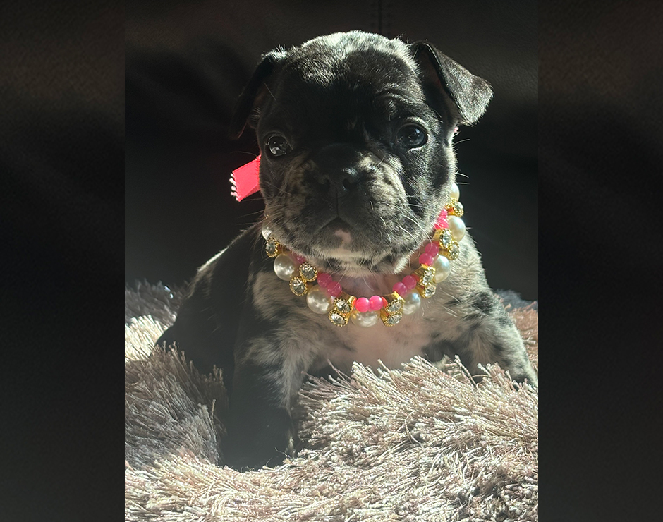 Ambrosia, Female French Bulldog Puppy