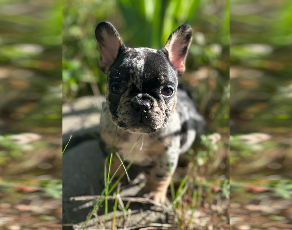 Cannoli, Female French Bulldog Puppy