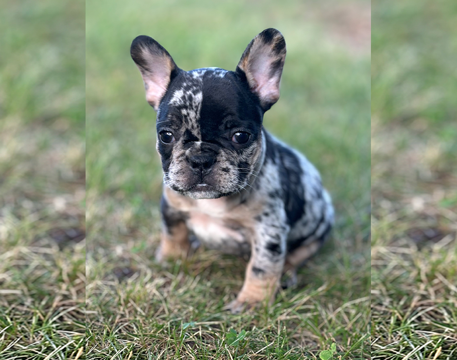 Cannoli, Female French Bulldog Puppy