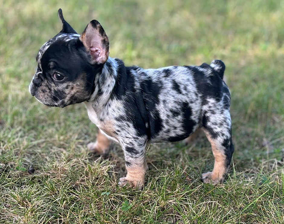 Cannoli, Female French Bulldog Puppy