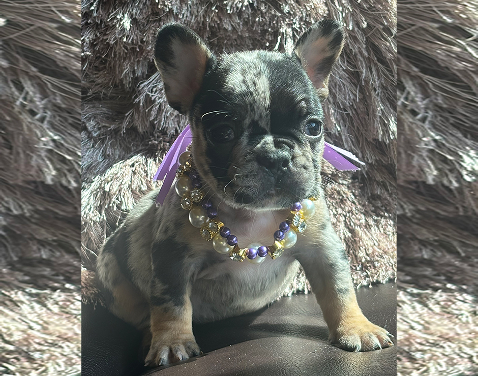 Cannoli, Female French Bulldog Puppy