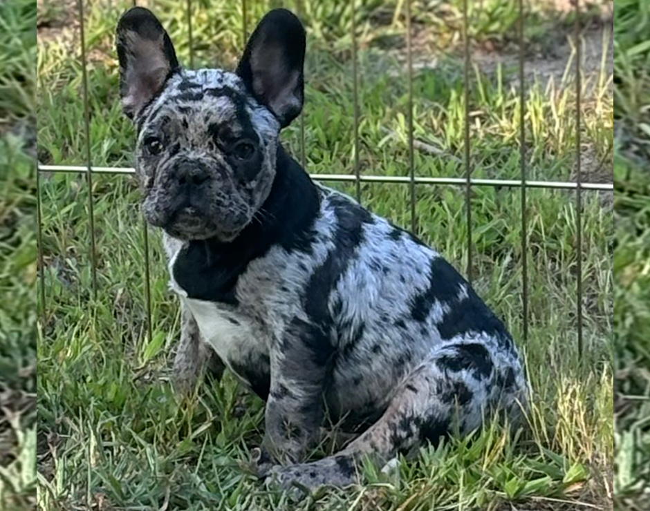 Jimmies, Male French Bulldog Puppy