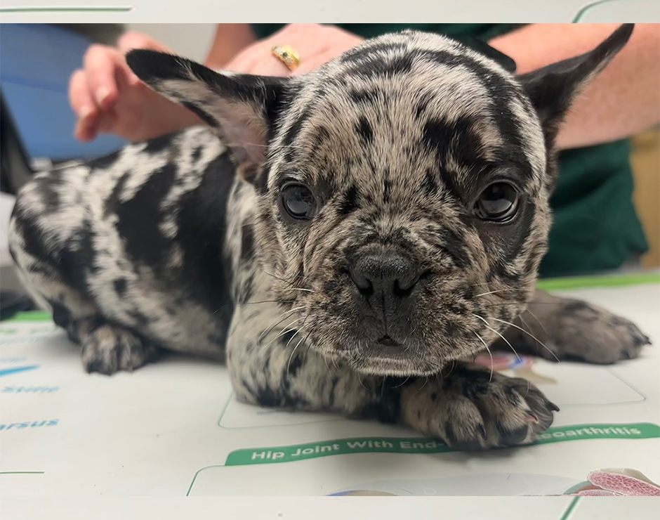 Jimmies, Male French Bulldog Puppy