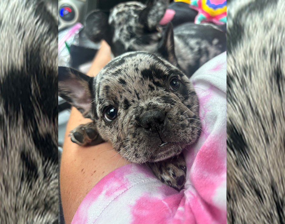 Jimmies, Male French Bulldog Puppy