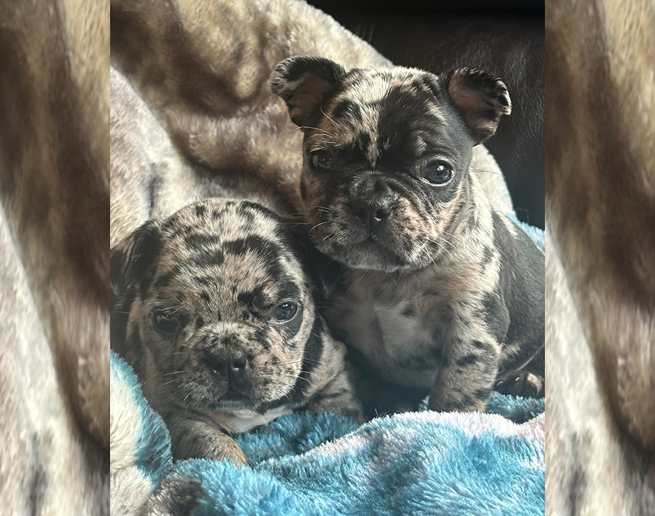 Jimmies, Male French Bulldog Puppy