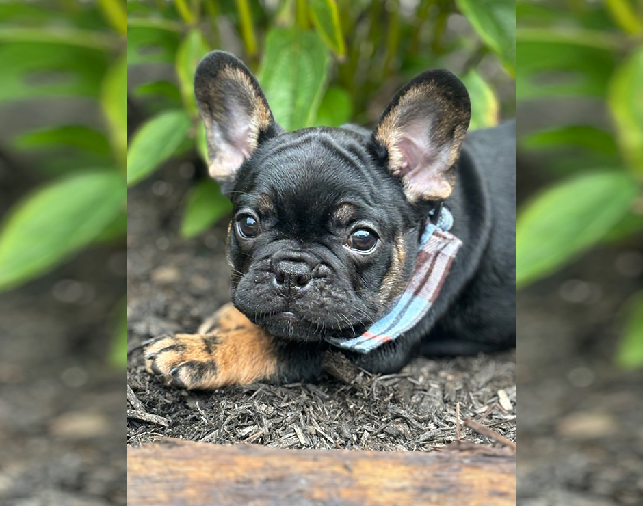 Mousse, Male French Bulldog Puppy