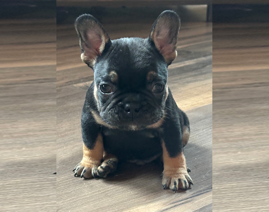 Mousse, Male French Bulldog Puppy