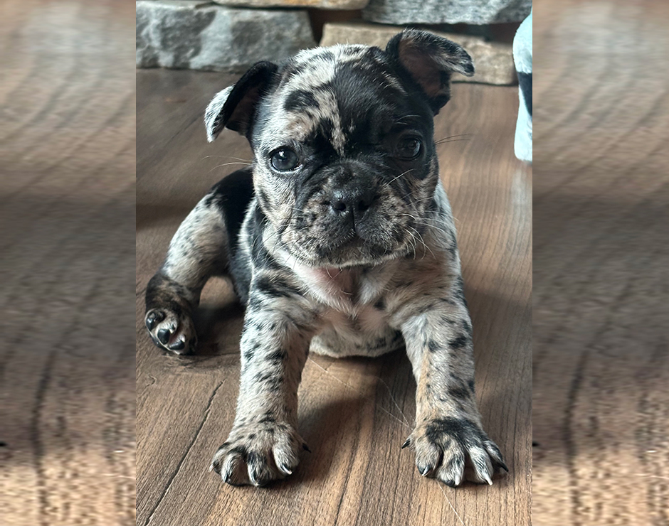 Oreo, Male French Bulldog Puppy