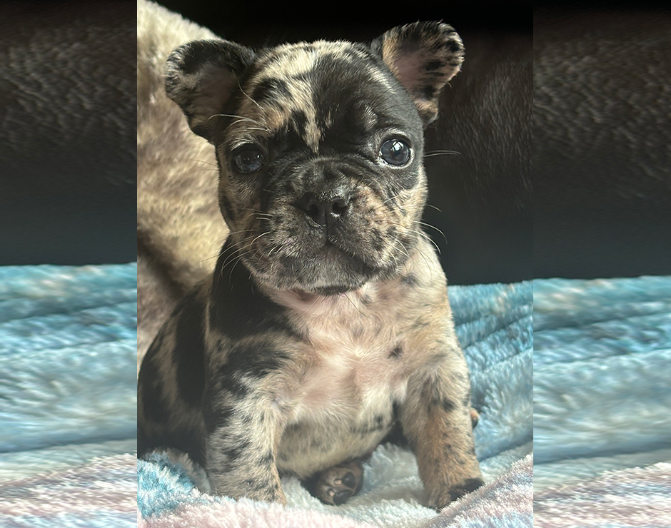 Oreo, Male French Bulldog Puppy