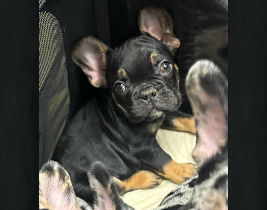 Rocky, Male French Bulldog Puppy