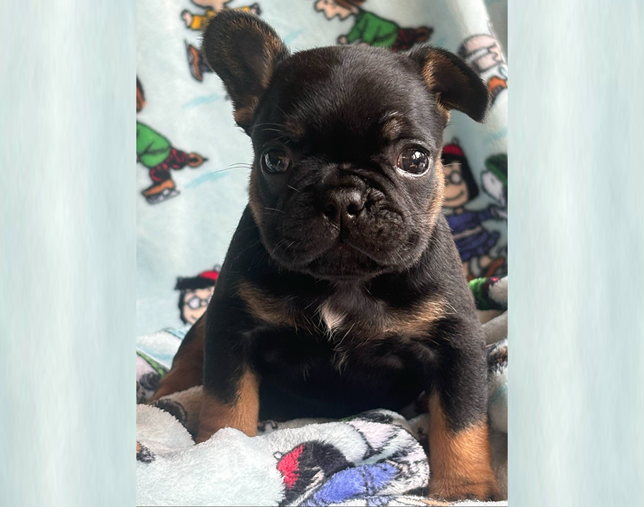 Rocky, Male French Bulldog Puppy