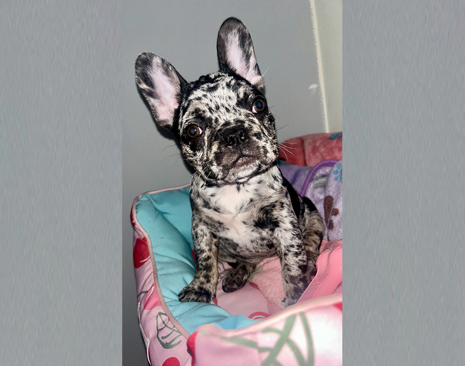 Twinkie, Female French Bulldog Puppy