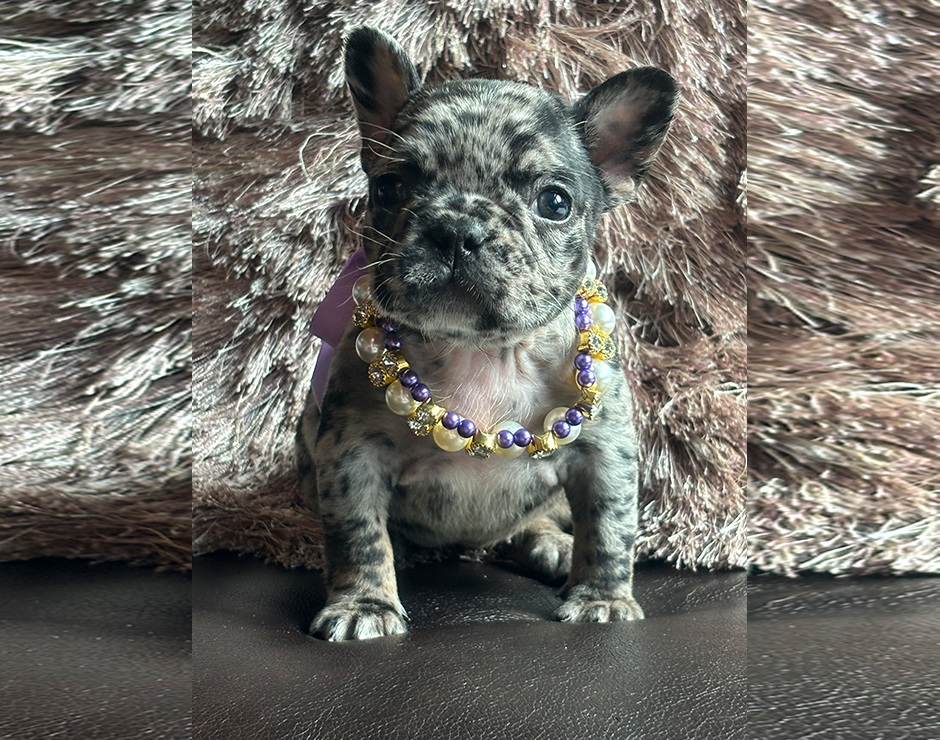 Twinkie, Female French Bulldog Puppy