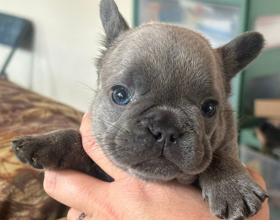 French Bulldog Puppy