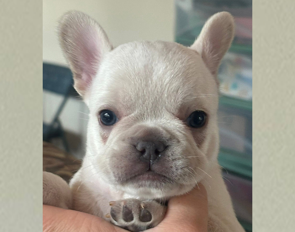 French Bulldog Puppy