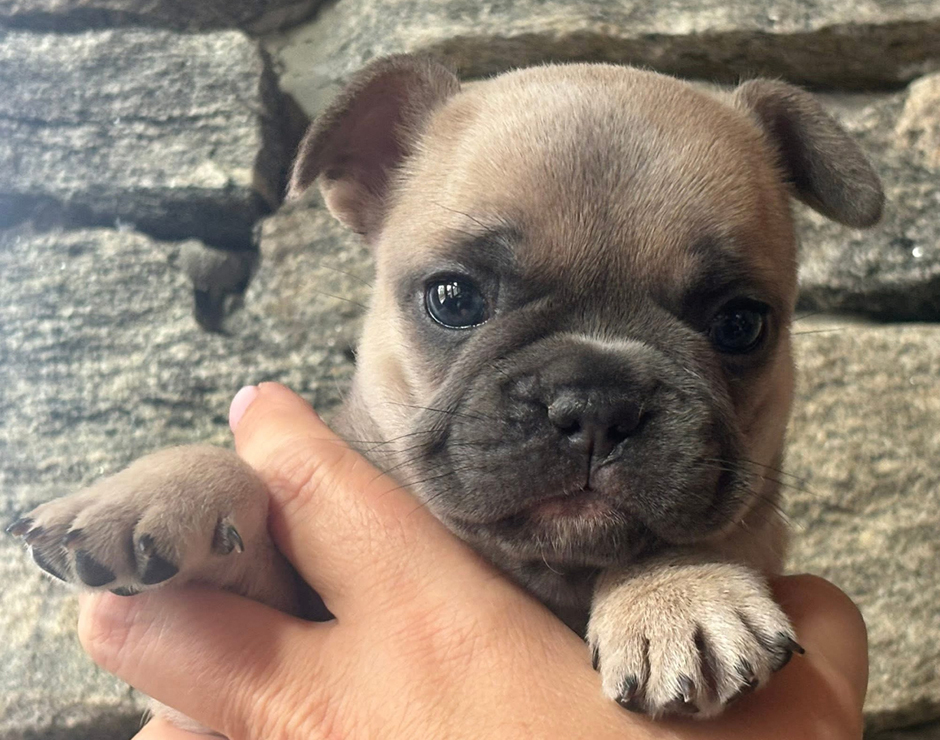 French Bulldog Puppy
