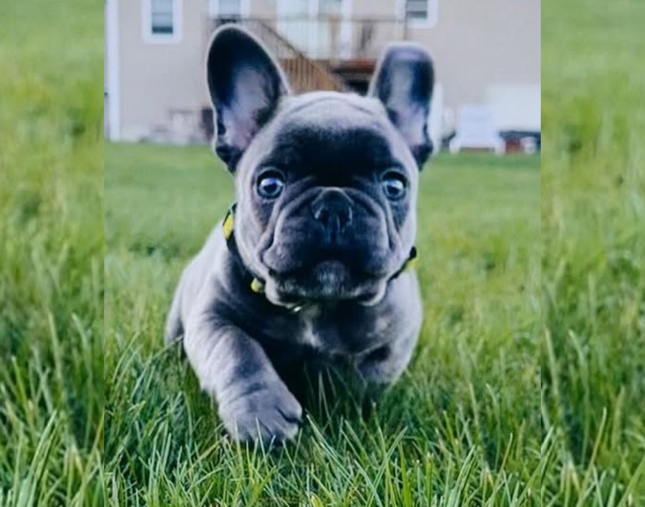 French Bulldog Puppy