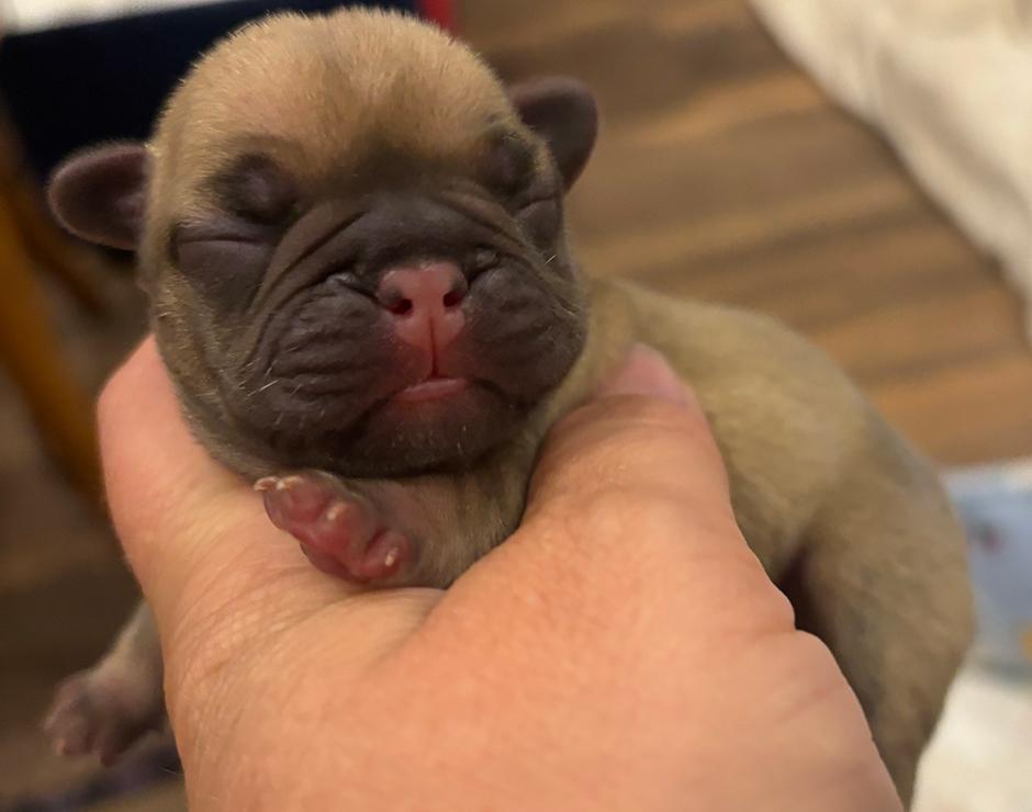 Alanis, Female French Bulldog Puppy