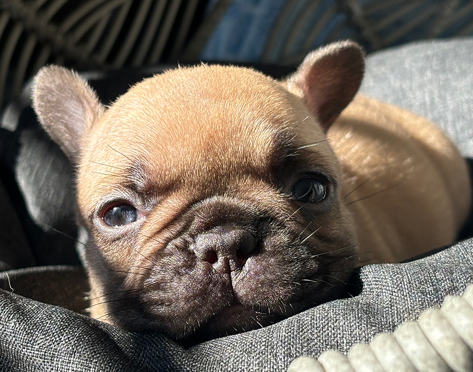 Alanis, Female French Bulldog Puppy