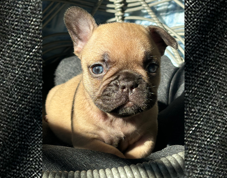 Alanis, Female French Bulldog Puppy